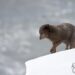 Des renards arctiques en pagaille 8 2079701-1-scaled
