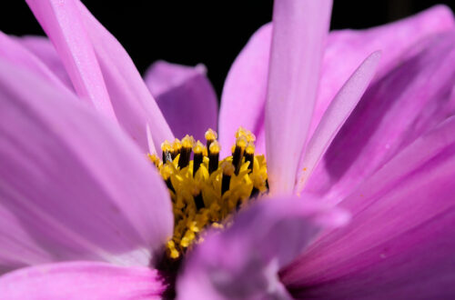macro-photographie