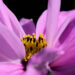 La macro-photographie : un voyage au cœur du minuscule 1 macro-photographie