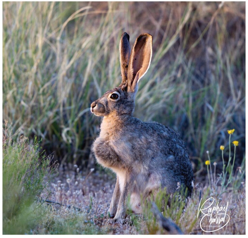 JackRabbit 2 rabbit 1