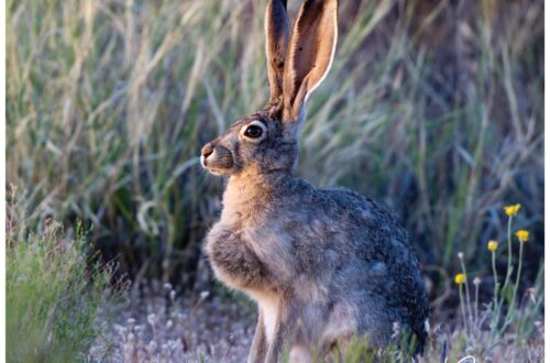 rabbit