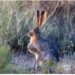 JackRabbit 15 rabbit