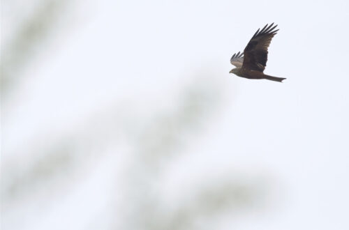 Appareil : E-M1X Focale : 420mm Ouverture : f/5.6 Vitesse : 1/500sec ISO : ISO-800