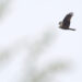 Bien exposer ses photos 4 Appareil : E-M1X Focale : 420mm Ouverture : f/5.6 Vitesse : 1/500sec ISO : ISO-800