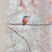 _DSF9597_DxO