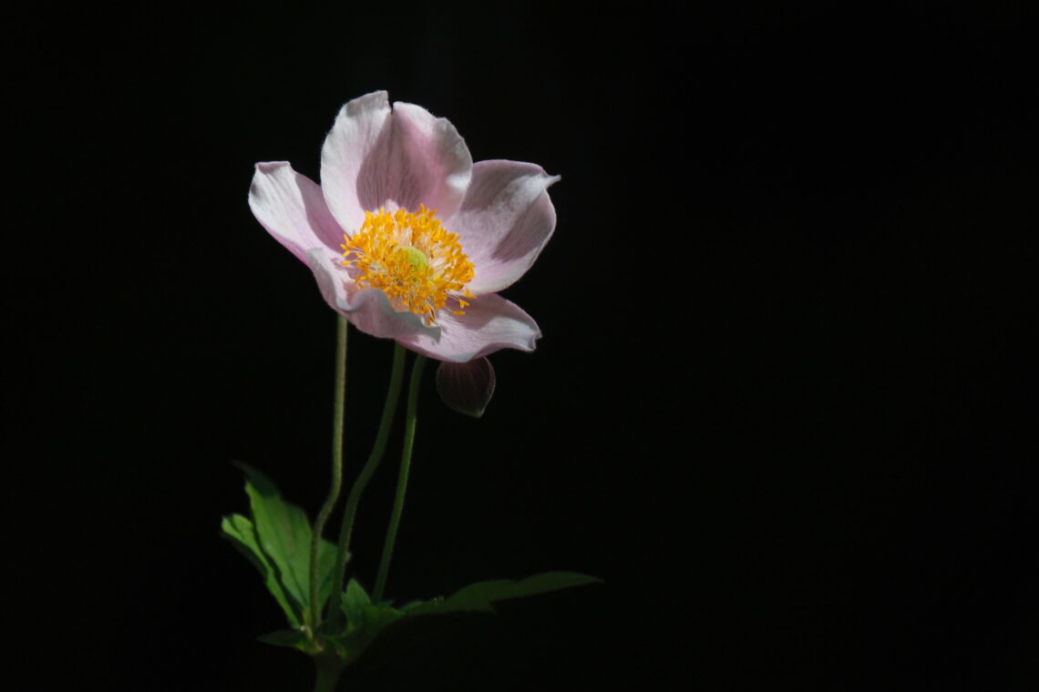 Fleurs 20 Appareil : X-T5 Focale : 386mm Ouverture : f/5.6 Vitesse : 1/1800sec ISO : ISO-500