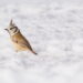 Les passereaux en hiver 5 Appareil : X-T5 Focale : 840mm Ouverture : f/11 Vitesse : 1/500sec ISO : ISO-640