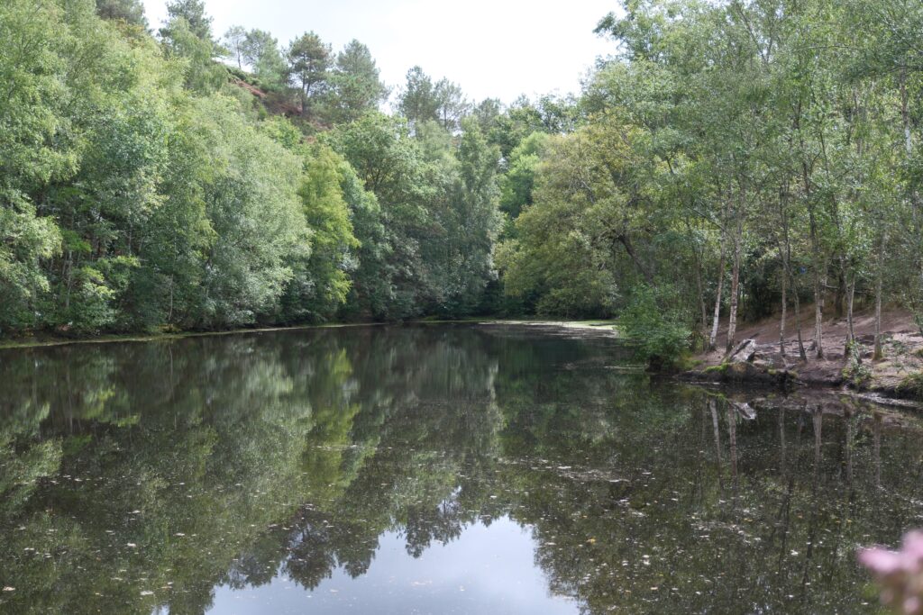 Forêt de Brocéliande et Josselin 3 DSF9320