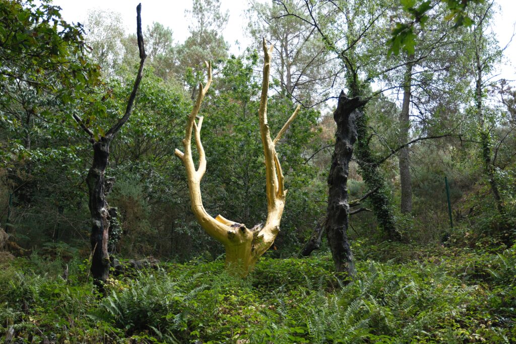 Forêt de Brocéliande et Josselin 2 DSF9322