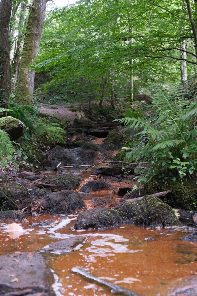 Forêt de Brocéliande et Josselin 6 DSF9339