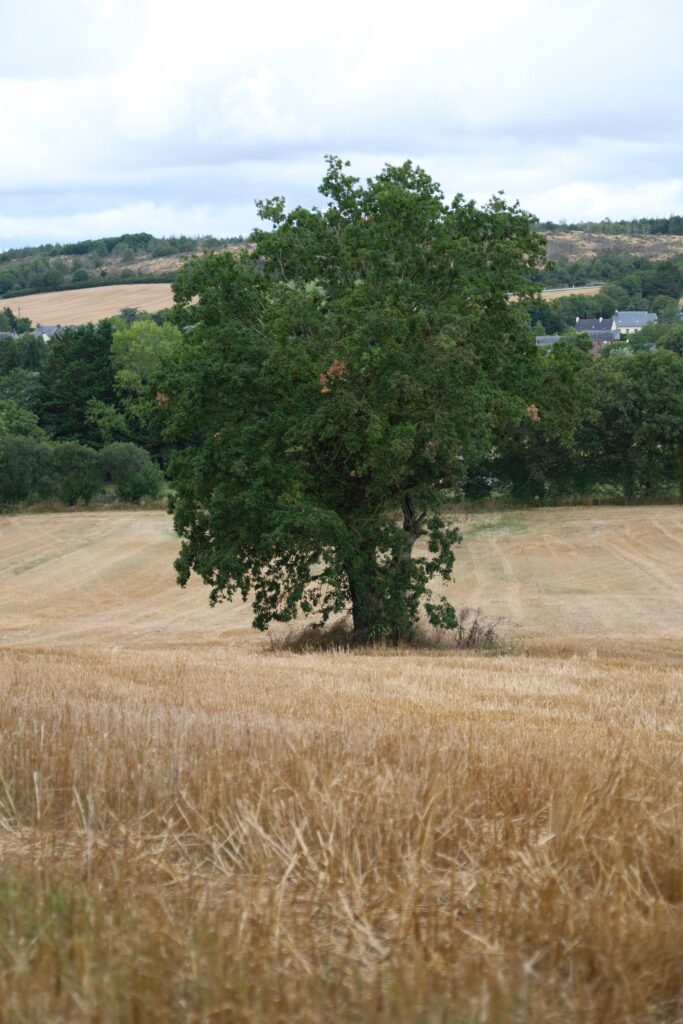 Forêt de Brocéliande et Josselin 7 DSF9348