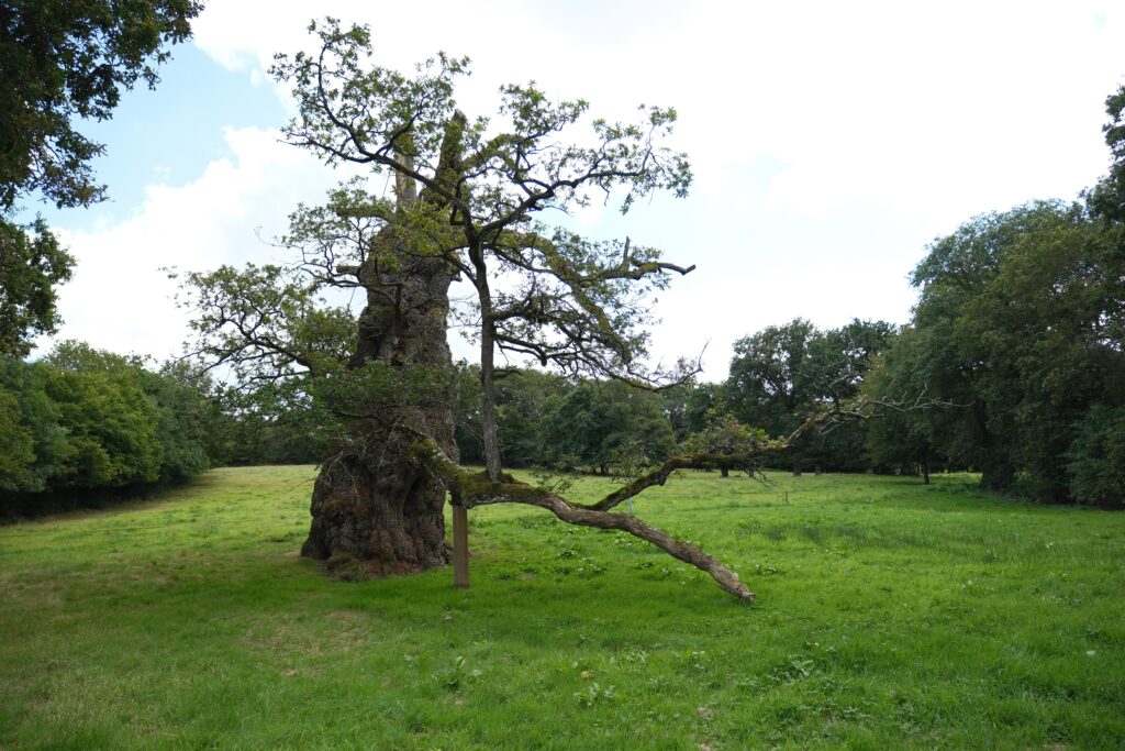Forêt de Brocéliande et Josselin 10 DSF9375