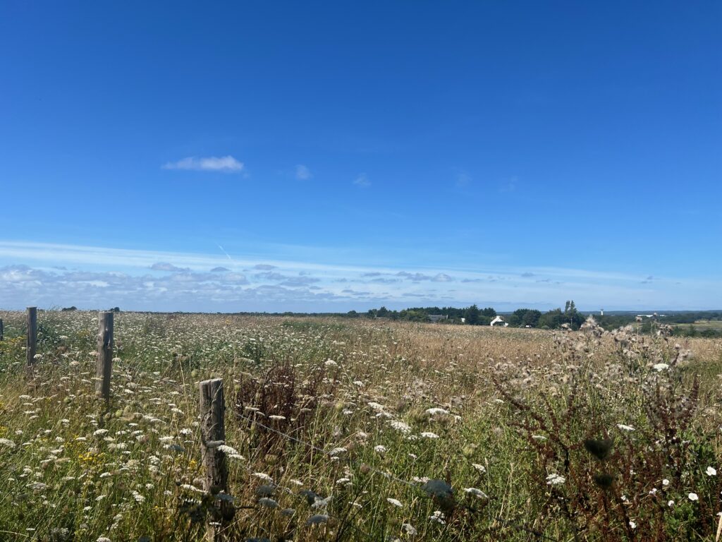 Visite de Vannes et promenade dans la réserve naturelle des Marais de Séné 9 IMG 5510