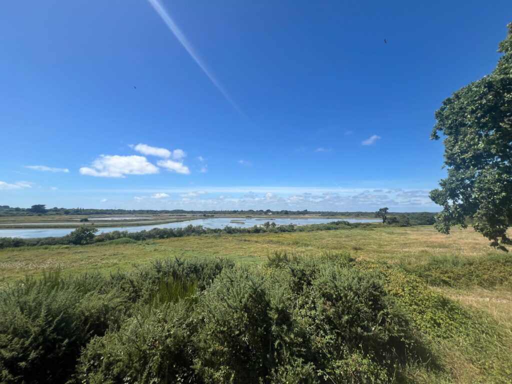 Visite de Vannes et promenade dans la réserve naturelle des Marais de Séné 7 IMG 5514