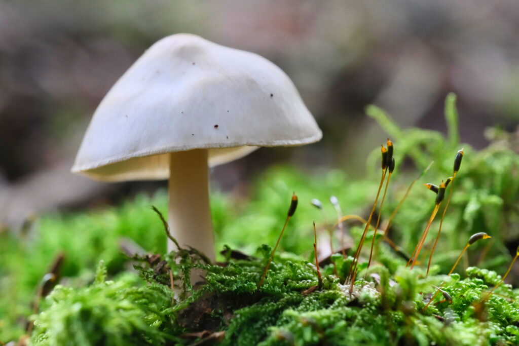 Balade en forêt d'Auvergne, à la rencontre du minuscule avec mon objectif macro 7 DSF1888