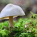 Balade en forêt d'Auvergne, à la rencontre du minuscule avec mon objectif macro 17 Appareil : X-T5 Focale : 80mm Ouverture : f/8 Vitesse : 1/125sec ISO : ISO-6400