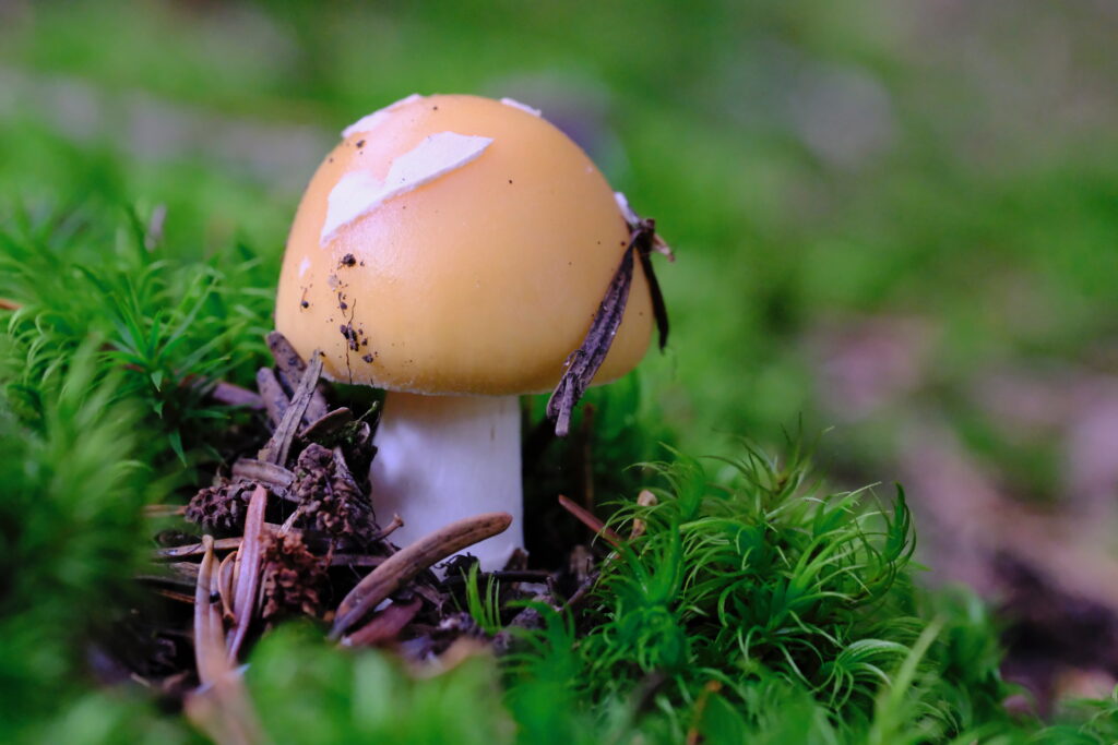 Balade en forêt d'Auvergne, à la rencontre du minuscule avec mon objectif macro 5 DSF1900