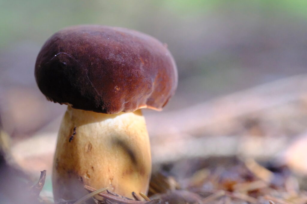 Balade en forêt d'Auvergne, à la rencontre du minuscule avec mon objectif macro 3 DSF1940