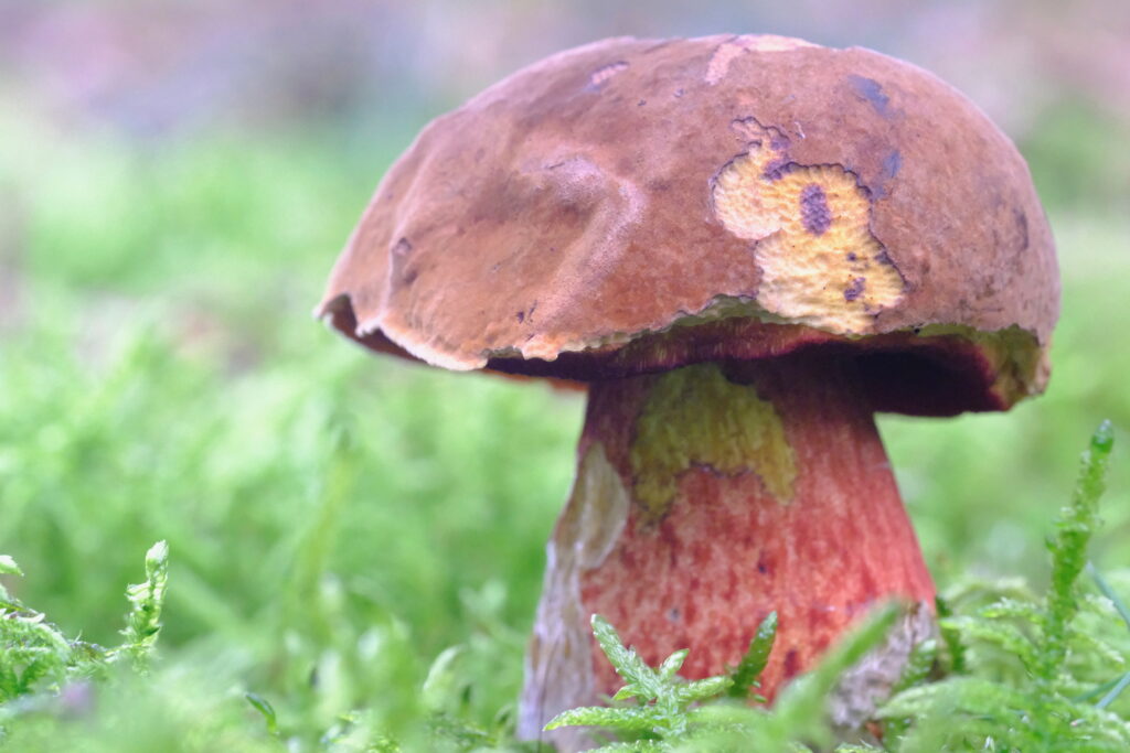 Balade en forêt d'Auvergne, à la rencontre du minuscule avec mon objectif macro 4 DSF1975