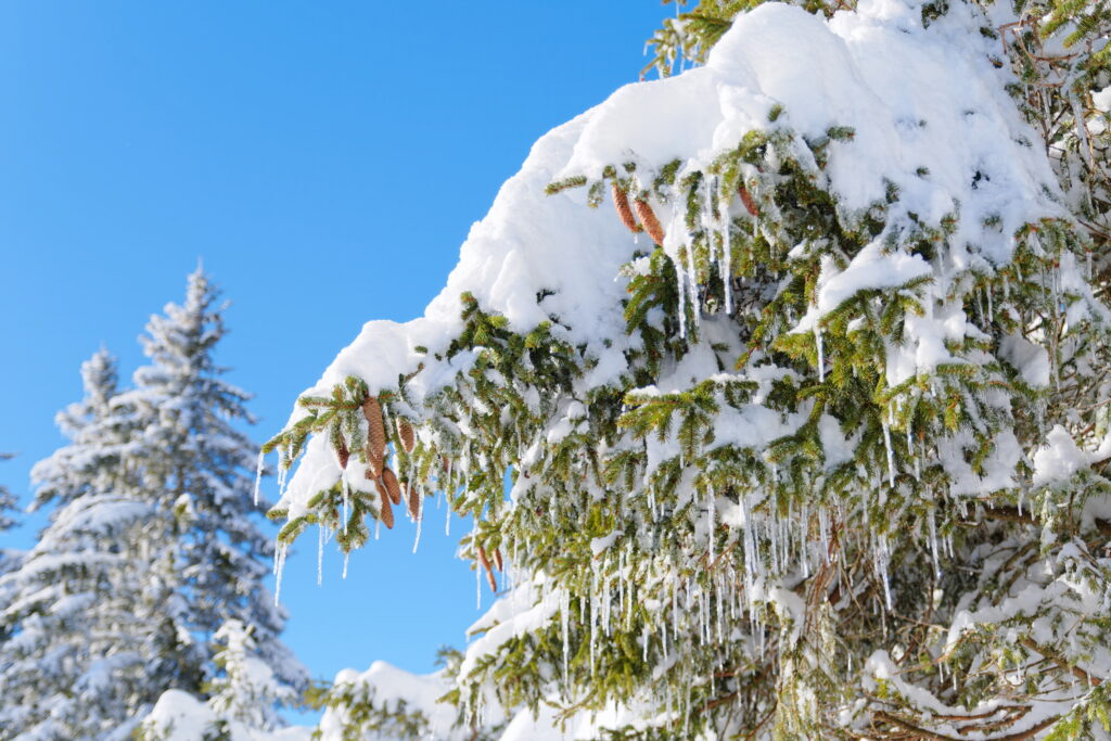 Nouvel An à La Clusaz, Un réveillon entre neige et sommets 11 DSF2567 DxO
