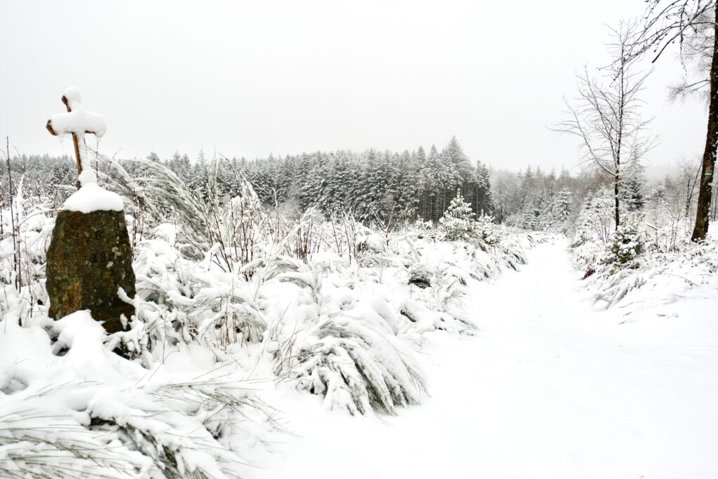 Balade en forêt sous la neige 2 DSF2781