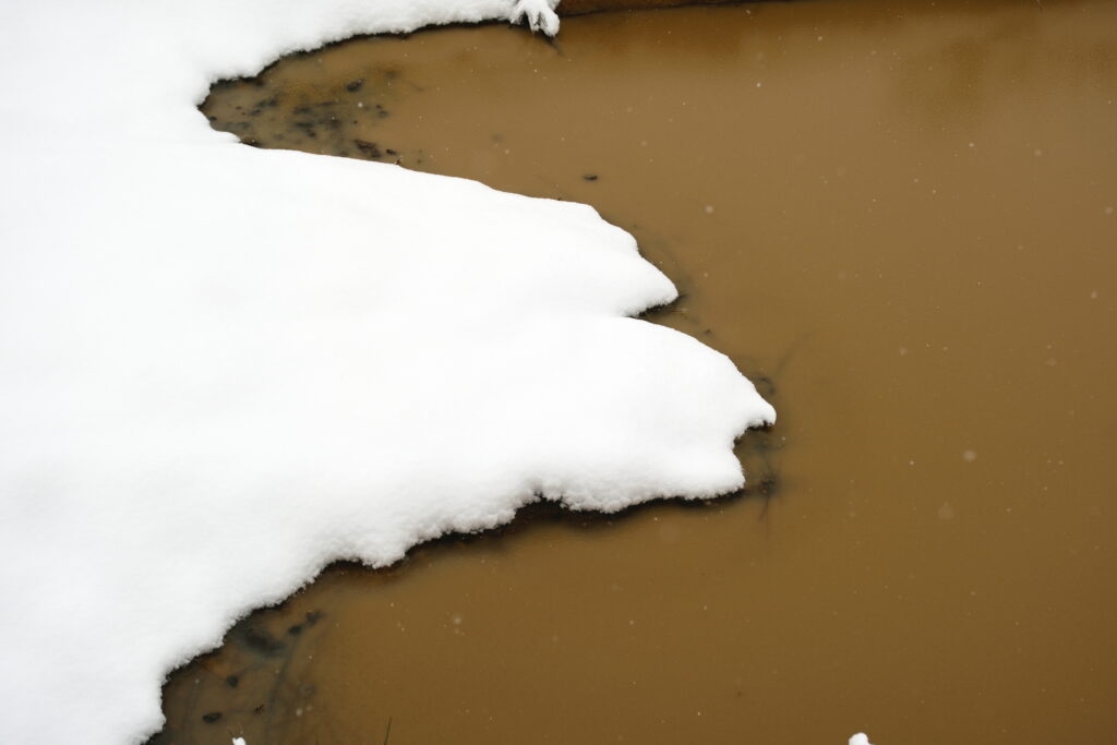 Balade en forêt sous la neige 5 DSF2786