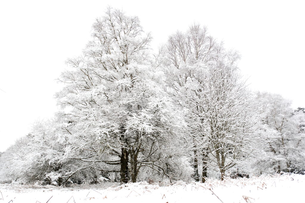 Balade en forêt sous la neige 4 DSF2789