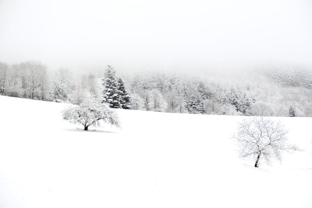 Balade en forêt sous la neige 3 DSF2793