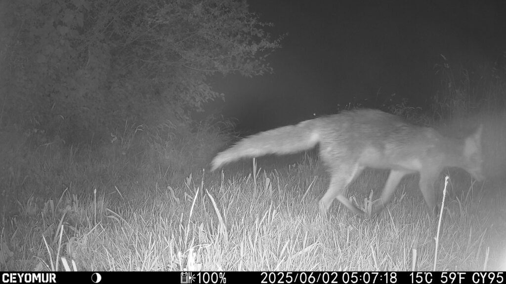 Les animaux du Bois de Quat’sous se sont donnés rendez-vous dans le parc 6 IMG 2571