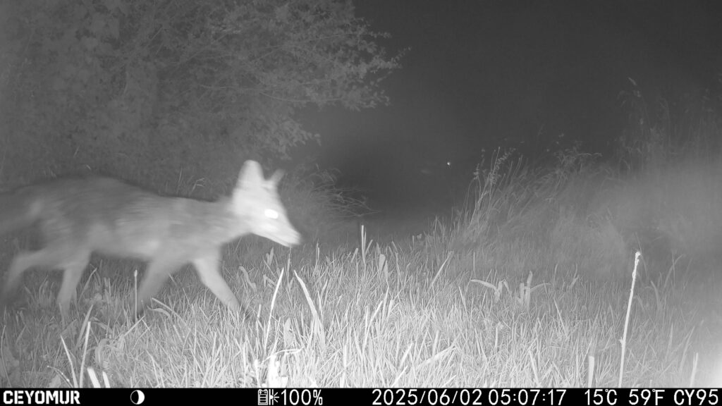 Les animaux du Bois de Quat’sous se sont donnés rendez-vous dans le parc 7 IMG 2572