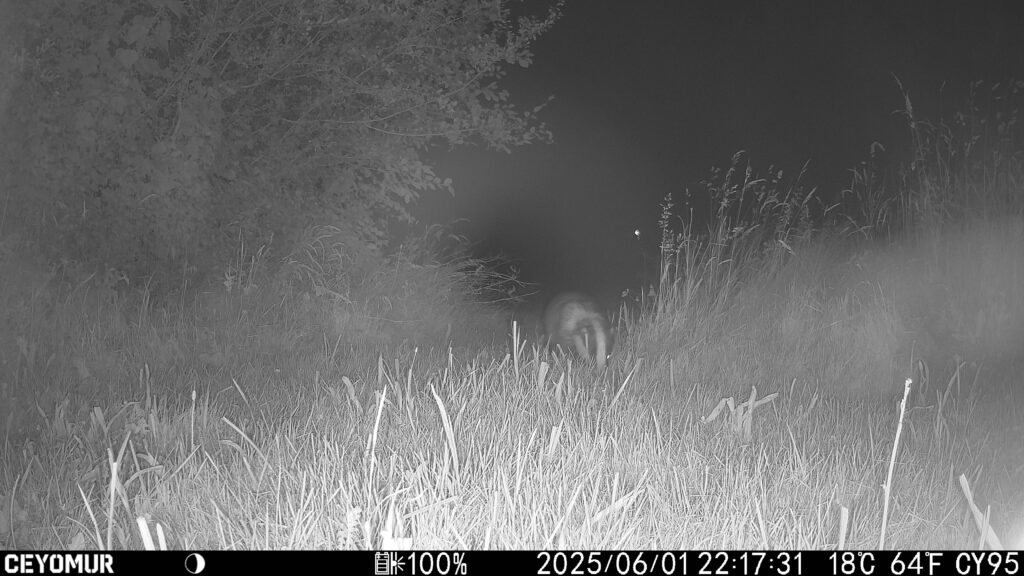 Les animaux du Bois de Quat’sous se sont donnés rendez-vous dans le parc 11 IMG 2598