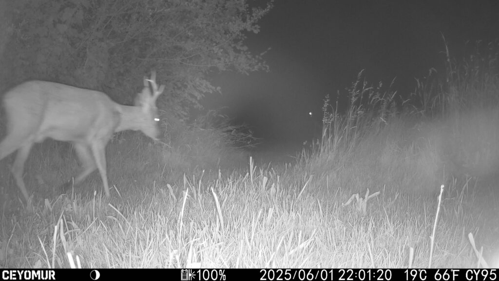 Les animaux du Bois de Quat’sous se sont donnés rendez-vous dans le parc 3 IMG 2607