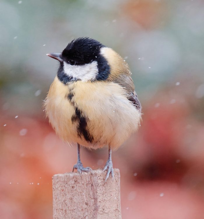 Appareil : X-T5 Focale : 400mm Ouverture : f/8 Vitesse : 1/1000sec ISO : ISO-12800